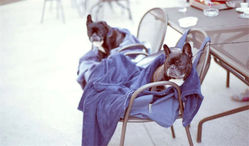 Perché i cani fanno gli occhioni da cucciolo? Il segreto dell'evoluzione