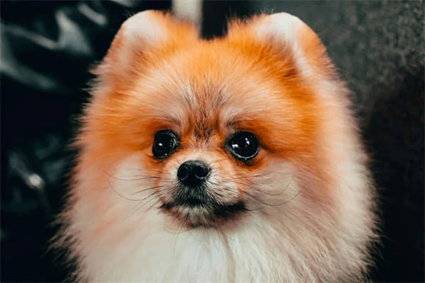 Come far smettere il cane di chiedere cibo a tavola: 5 truppi infallibili