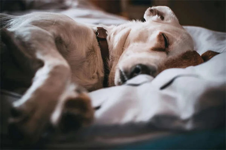 Come proteggere il tuo gatto dal freddo: 6 errori da evitare