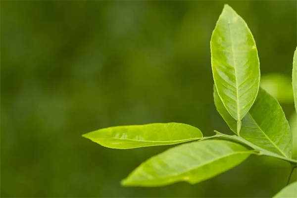 Carenza di Vitamina C nei Porcellini d'India: Sintomi e Soluzioni