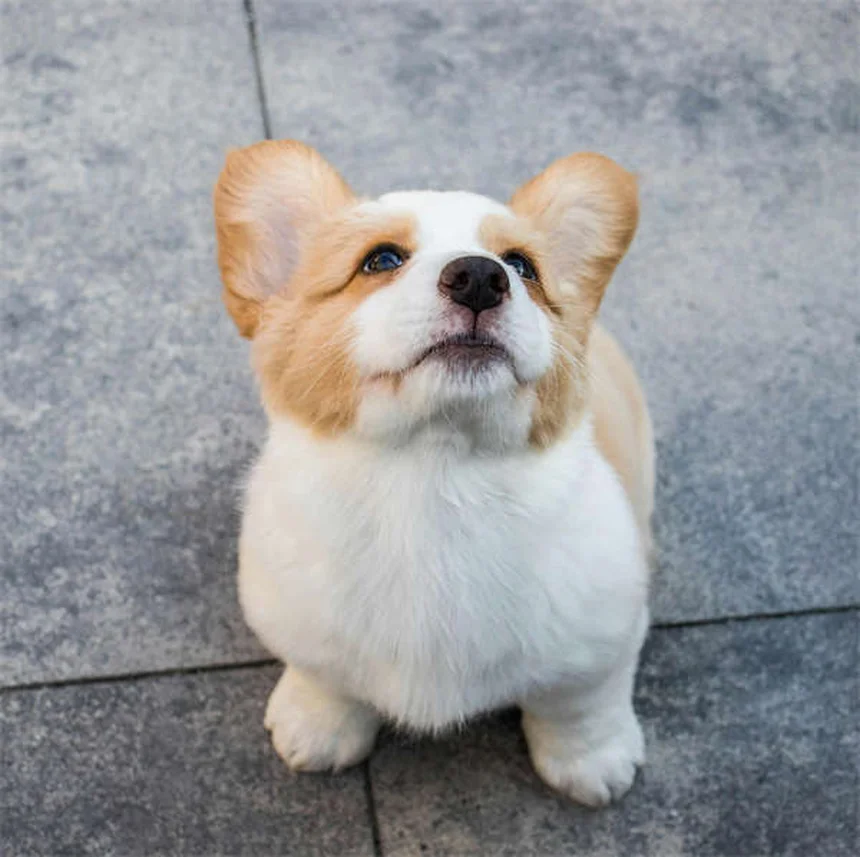 Come Crescere un Cucciolo: Guida Completa dalle Prime Settimane
