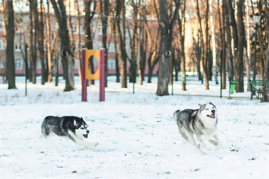 Come Crescere un Cucciolo: Guida Completa dalle Prime Settimane