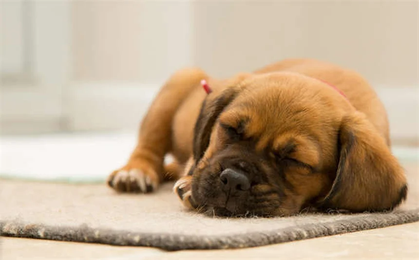 Come Crescere un Cucciolo: Guida Completa dalle Prime Settimane