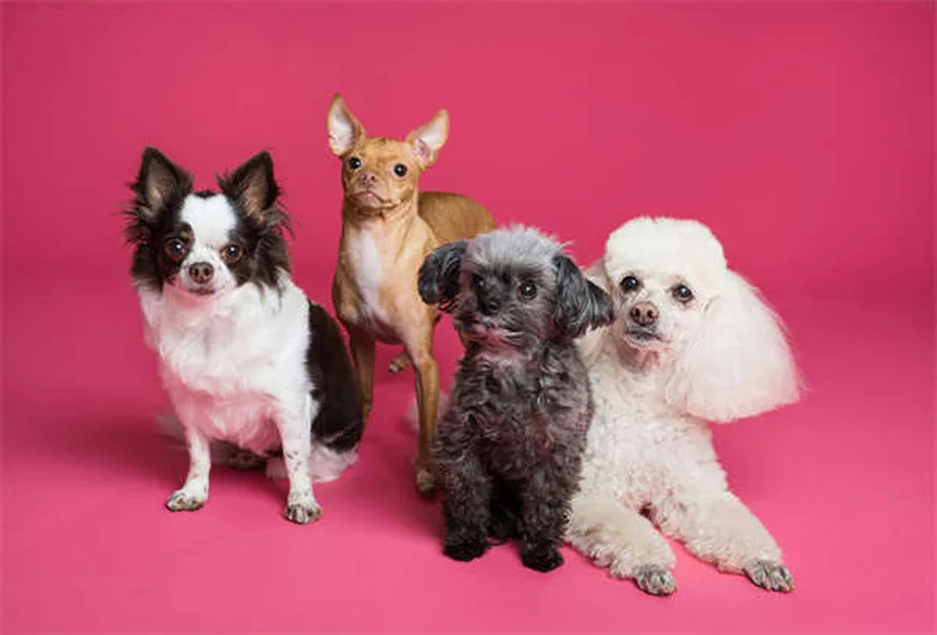 Come capire i cambiamenti del tuo cane anziano: guida completa