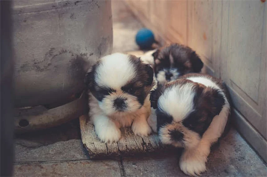 Come capire i cambiamenti del tuo cane anziano: guida completa