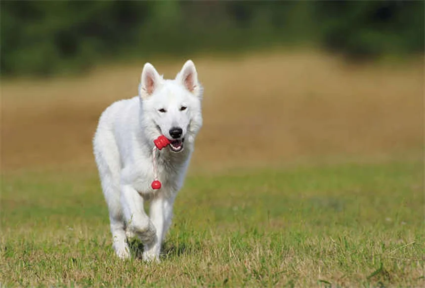 19 prodotti di bellezza pericolosi per cani e gatti: la guida completa