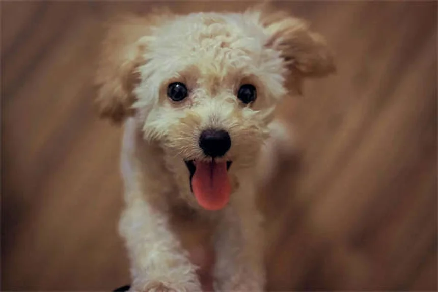 19 prodotti di bellezza pericolosi per cani e gatti: la guida completa