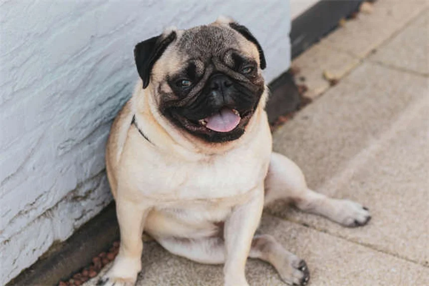 Studi clinici per animali: vantaggi e rischi per il tuo cane