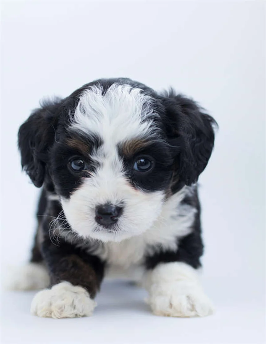 Studi clinici per animali: vantaggi e rischi per il tuo cane