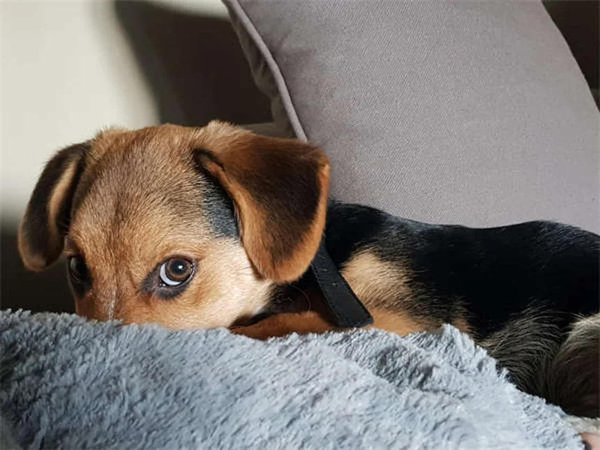 Problemi alle ossa nei cani e gatti: sintomi e cure efficaci