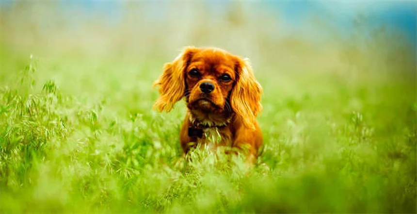 Problemi alle ossa nei cani e gatti: sintomi e cure efficaci
