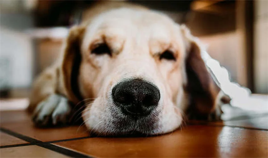 Problemi alle ossa nei cani e gatti: sintomi e cure efficaci