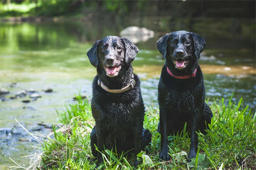 5 Modi per Migliorare la Visibilità del Tuo Cane di Notte