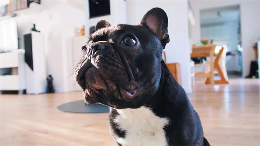 Come Prendersi Cura di un Cane: Guida Completa per Padroni Perfetti
