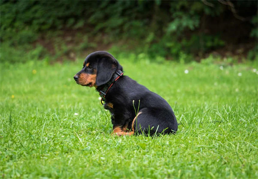 Come proteggere l'albero di Natale dal tuo cane: 10 consigli pratici