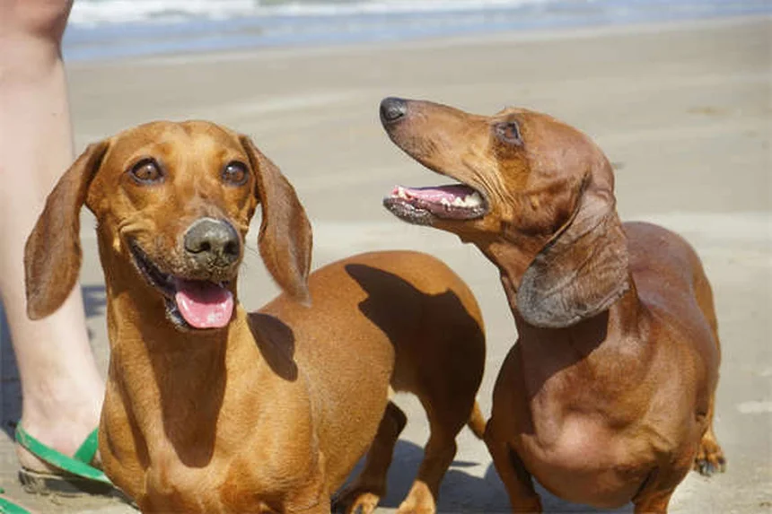 Perché il cane mi segue ovunque? Scopri i motivi e le soluzioni