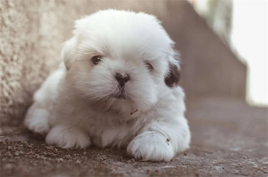 Conigli come animali domestici: 10 cose da sapere prima di adottarne uno