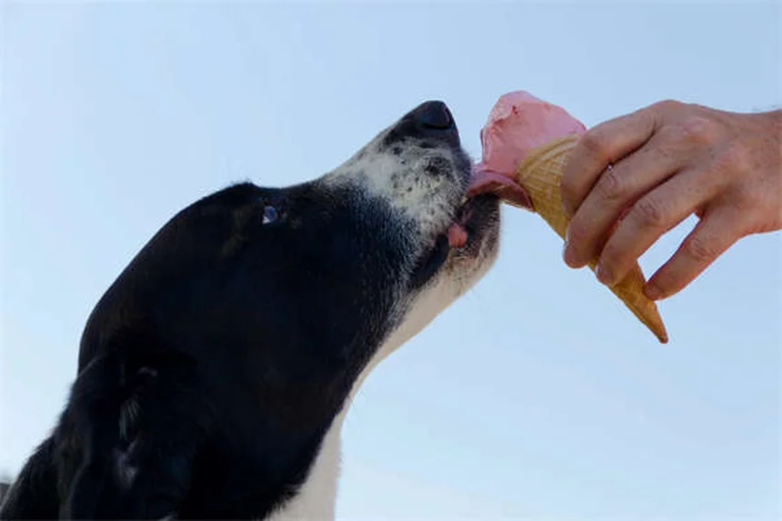 Conigli come animali domestici: 10 cose da sapere prima di adottarne uno
