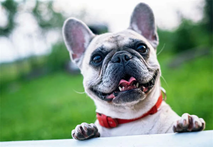 Conigli come animali domestici: 10 cose da sapere prima di adottarne uno