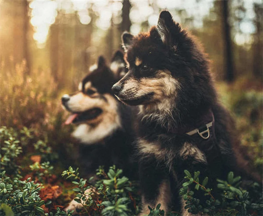 Conigli come animali domestici: 10 cose da sapere prima di adottarne uno