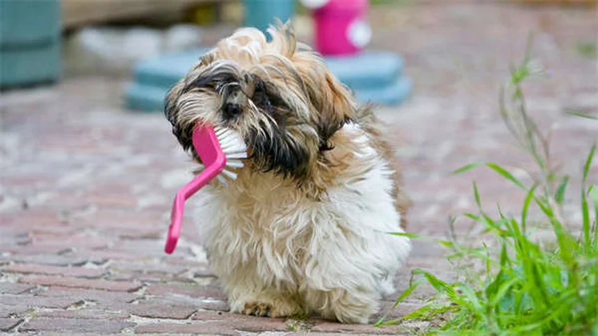Come fermare il cucciolo che morde: 5 soluzioni efficaci